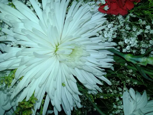 Gros Plan Fleurs Chrysanthème Whtie Dans Bouquet — Photo
