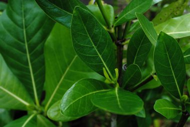 Bir bitkinin taze yeşil yaprakları, yakın.