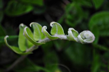Yumuşak bulanık arkaplanlı kıvrımlı eğreltiotu