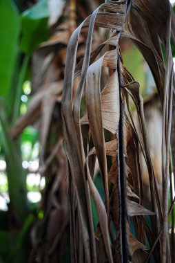 Muz bitkisine bağlı kurumuş muz yapraklarını kapat.