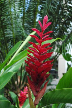 Kırmızı kızıl bir çiçeğin tam karesi, yumuşak arkaplan