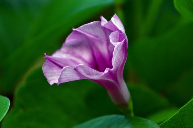 Mor bir çan çiçeğine yakın, yumuşak bir arkaplan