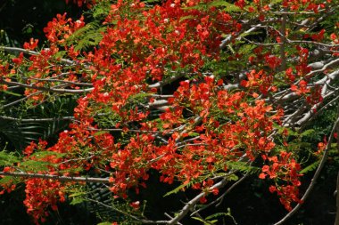 Alev ağacından ateş kırmızısı çiçekler, orta derecede yakın çekim.
