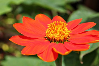 Çiçek açan turuncu gerbera papatya çiçeğine yaklaş.