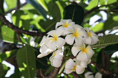 Beyaz ve sarı plumeria kümesi veya frangipani çiçekleri, yumuşak arkaplan