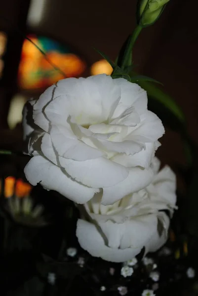 白玫瑰 深色背景的特写 — 图库照片