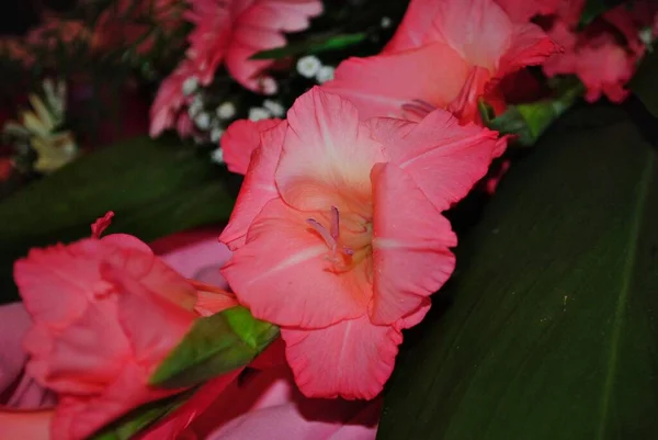 Gros Plan Fleurs Lys Canna Rouge Dans Bouquet — Photo