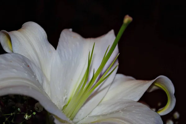 Close up of a white lily flower in dark background