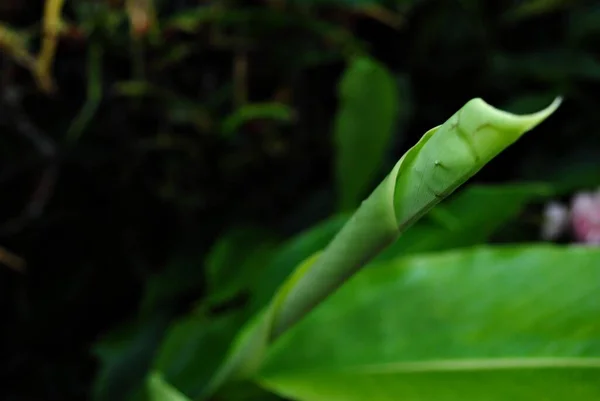 Weicher Fokus Auf Grüne Knospen Und Blätter Dunkler Hintergrund — Stockfoto