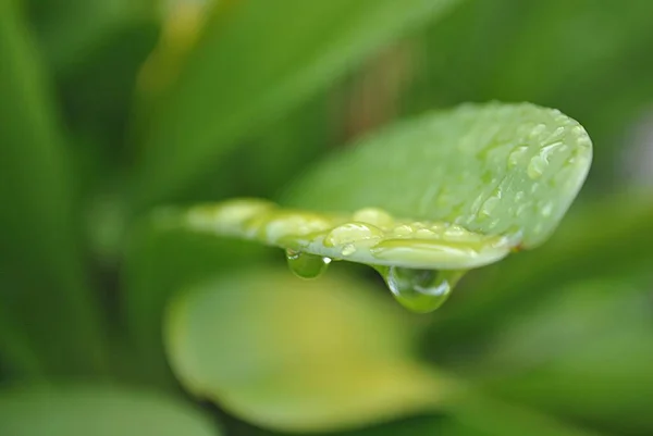 Dewdrops Στην Άκρη Ενός Φύλλου Μαλακό Φόντο — Φωτογραφία Αρχείου