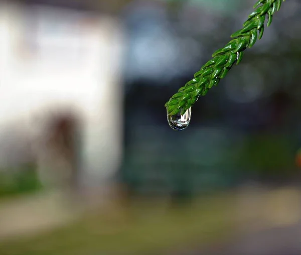 Kristallklarer Tautropfen Der Von Der Spitze Eines Halms Herunterfällt — Stockfoto