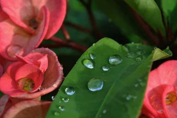 Gouttes Rosée Sur Une Feuille Verte Sur Des Fleurs Couronne — Photo