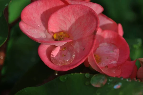 Blisko Rosy Rosy Czerwonym Cierniu Kwiaty Korony — Zdjęcie stockowe
