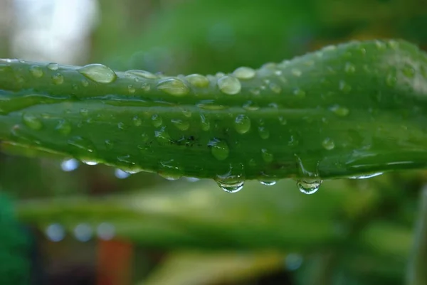 Dewdrops Green Tuber Leaf Soft Bokeh Background — Stock Photo, Image