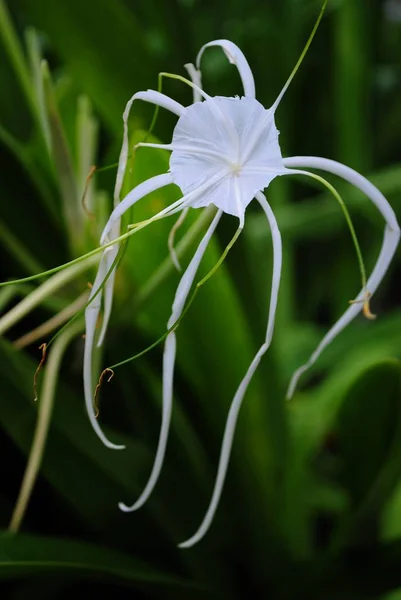 Одинокий Белый Паутинный Цветок Мягкий Фон — стоковое фото