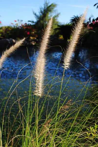 Médio Perto Talos Flores Grama Lado Uma Lagoa — Fotografia de Stock