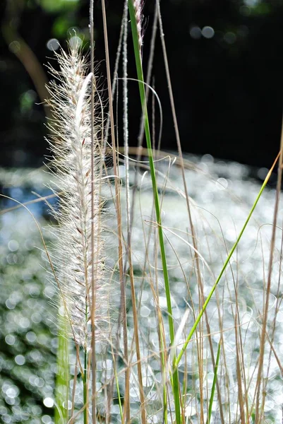 Close Talos Flores Grama Com Bokeh Fundo — Fotografia de Stock