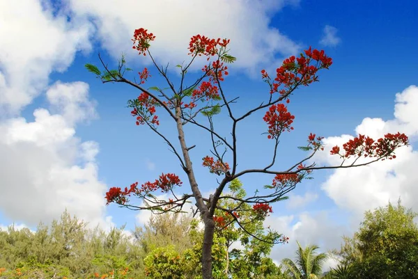 燃烧的树 花朵丛生 背景是美丽的天空 — 图库照片