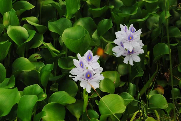 Weitwinkelaufnahme Von Zwei Schönen Wasserhyazinthen Blüten — Stockfoto