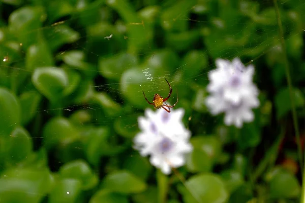 Una Araña Cierne Jardín Sobre Flores Borrosas Jacinto Agua —  Fotos de Stock