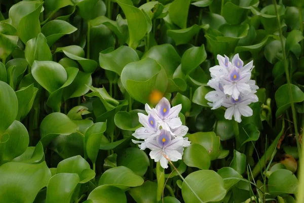 Zwei Blühende Wasserhyazinthen Einem Sumpf — Stockfoto