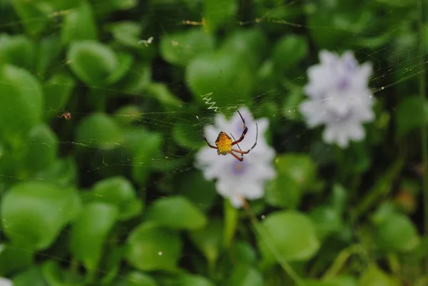 Medio Primer Plano Una Araña Flotando Jardín Sobre Flores Jacinto —  Fotos de Stock