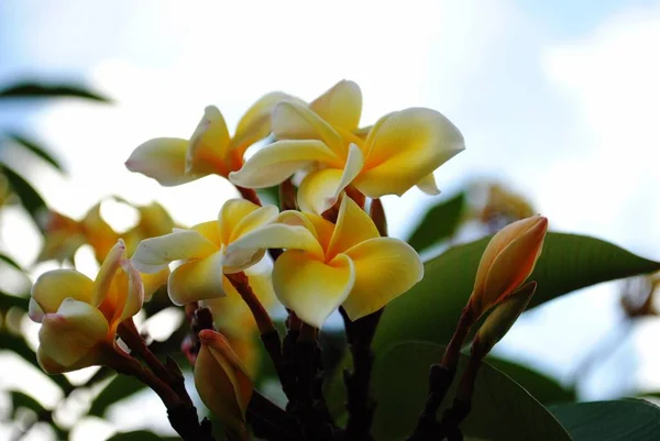 Hermosas Flores Amarillas Plumeria Frangipani Fondo Suave — Foto de Stock