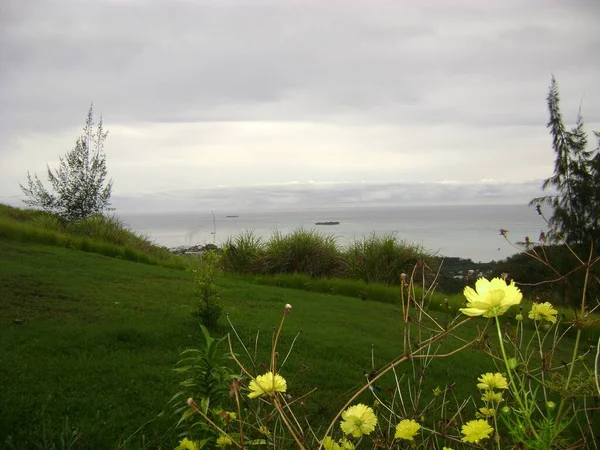 Gele Kosmos Bloemen Groeien Een Heuvel Met Zee Verte — Stockfoto