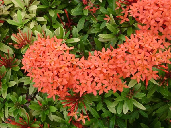 Gromady Tropikalnych Pomarańczowych Kwiatów Santanu Lub Santan Ixora — Zdjęcie stockowe