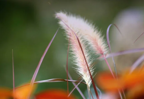 Plan Large Une Fontaine Pourpre Tiges Herbe Fond Doux — Photo