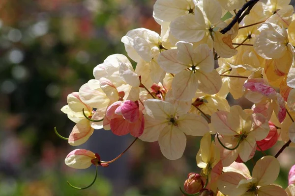 Kytice Žluté Červené Duhové Sprchy Květiny Bokeh Pozadí — Stock fotografie