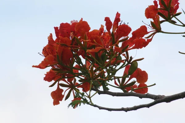 白い背景の炎の木の花の自然な花束 — ストック写真