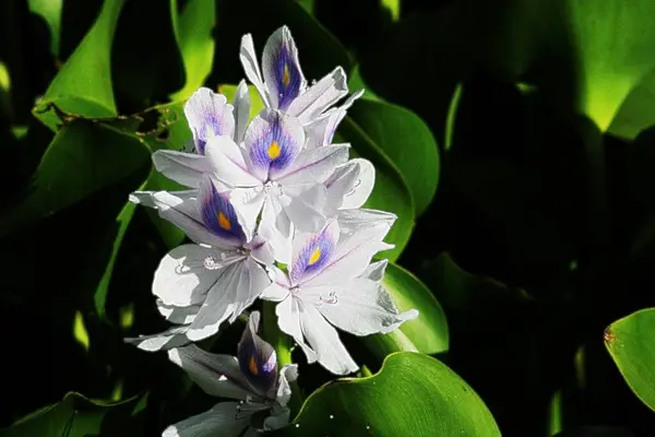 Wide Shot Blooming Water Hyacinth Flower Dark Background — Stock Photo, Image