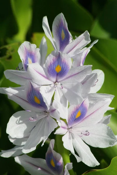 Close Cropped View Blooming Water Hyacinth Flower — Stock Photo, Image