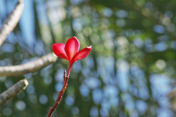 Single Red Plumeria Frangipani Flower Left Stalk Bokeh Background — Stock Photo, Image