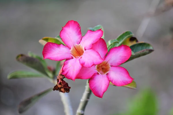 Two Pink Desert Rose Flowers Soft Background — Stock Photo, Image