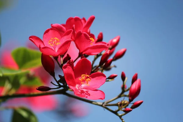 Red Peregrina Flowers Ligh Blue Sky Background — Stock Photo, Image