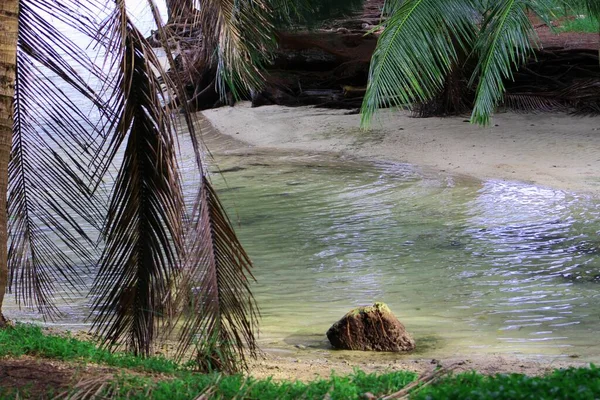 Scenic Cove Beach Coconut Leaves Dangling Sand — Stock Photo, Image