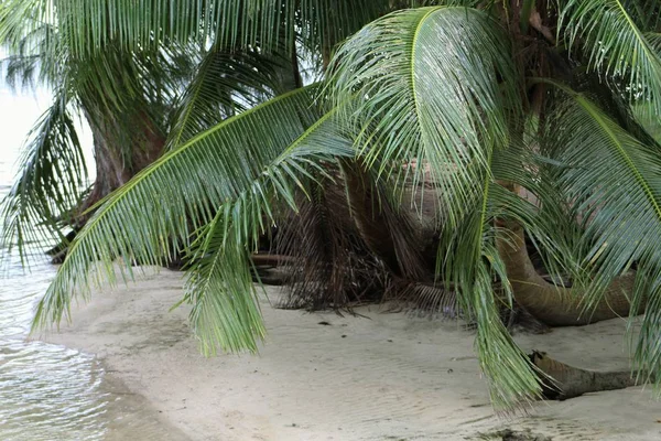 Coco Verde Sai Longo Uma Praia Areia Branca Nos Trópicos — Fotografia de Stock