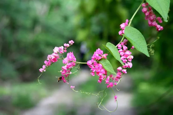 ピンク色のサンゴのつるの美しい茎 花から蜜をすすいでバンブルビー — ストック写真