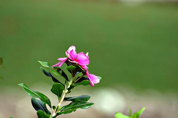 Pink Periwinkle Flowers Leaves Soft Background — Stock Photo, Image