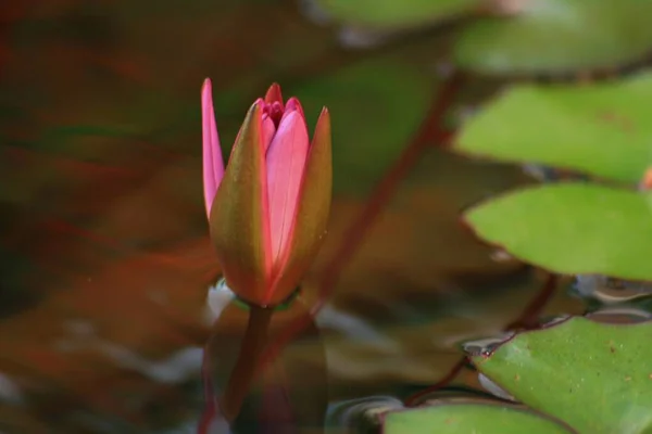 Unopened Bud Pink Water Lily Flower Pond — Stock Photo, Image