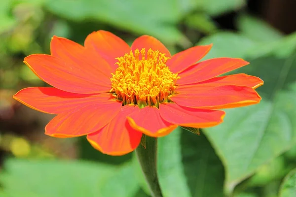 Μέτριο Κλείσιμο Ενός Λουλουδιού Μαργαρίτας Πορτοκαλιάς Ζέρμπερας — Φωτογραφία Αρχείου