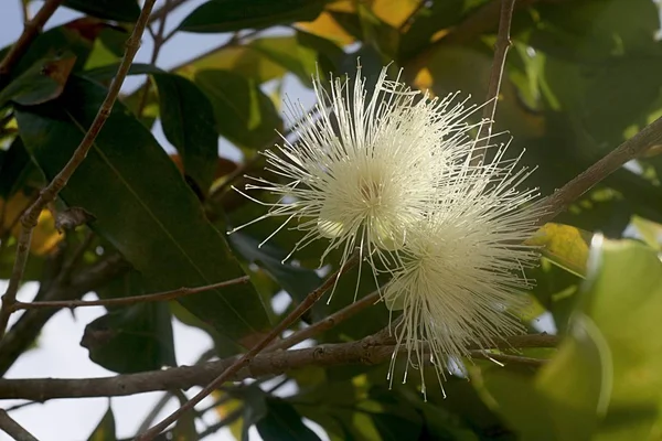Квіти Білої Водної Гуави Дереві — стокове фото