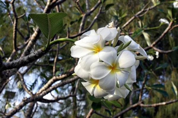 Bouquet Naturel Fleurs Blanches Fraîches Plumeria Frangipani — Photo