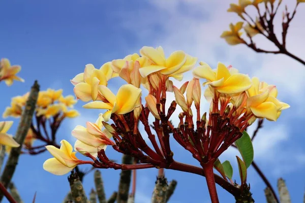天然黄色水仙花或羊草花花束 — 图库照片