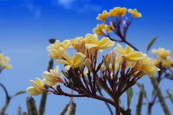 Bouquet Naturel Fleurs Jaunes Plumeria Frangipani Ciel Bleu Arrière Plan — Photo