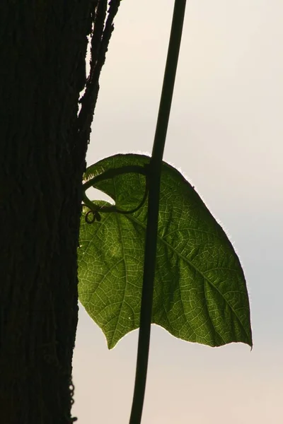 Крупним Планом Вид Зелений Лист Корою Темного Дерева — стокове фото