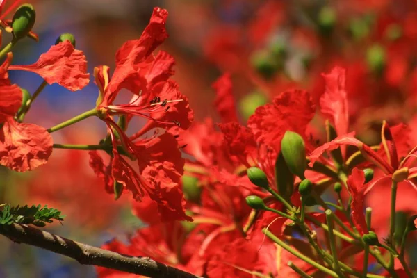 Primer Plano Las Flores Del Árbol Llama Fondo Suave — Foto de Stock