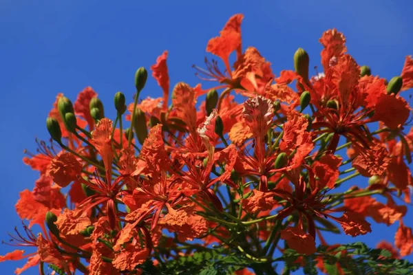 美丽的火树花束 背景为蓝天 — 图库照片